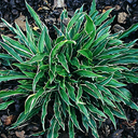 Hosta 'Stiletto'