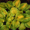 Hosta 'Tattoo'