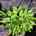 Hosta tsushimensis P.U. Stripe
