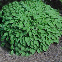 Hosta venusta