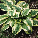 Hosta 'Wide Brim�