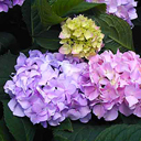 Hydrangea macrophylla 'Dooley'