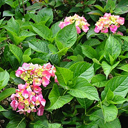 Hydrangea macrophylla 'Goliath'
