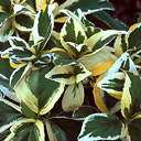 Hydrangea macrophylla 'Lemon Wave'