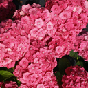 Hydrangea macrophylla 'Parzifal'
