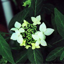 Hydrangea macrophylla serrata 'Amagi Amachai'