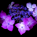 Hydrangea macrophylla serrata 'Beni Gaku'