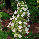 Hydrangea quercifolia 'Sikes Dwarf'