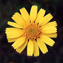 Hymenoxys scaposa