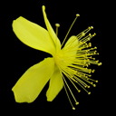Hypericum olympicum ssp. uniflorum grandiflorum