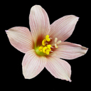 Habranthus andersonii