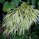Hakonechloa macra �Aureola�