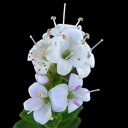 Hebe 'Baby Marie'