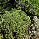 Hebe cupressoides 'Boughton Dome'