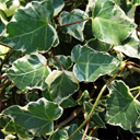 Hedera helix �Glacier�