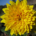 Helianthus hybrid Flora Plena