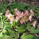 Helleborus niger macranthus roseus 'Sunset'