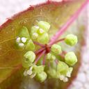 Helwingia japonica (chinensis broadleaf)