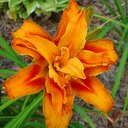 Hemerocallis fulva fl. pl.
