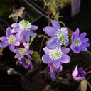Hepatica acutiloba