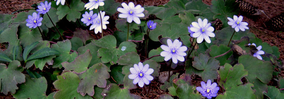 Garden Treasure
