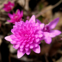 Hepatica nobilis �Flora Plena Rubra�