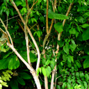 Heptocodium miconoides
