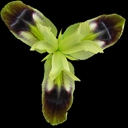 Hermodactylis tuberosus