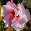 Hibiscus 'Summer Storm'