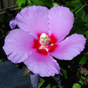 Hibiscus mutabilis x syricus 'Tosca'
