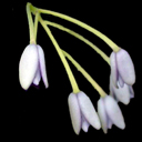 Holboellia coriacea