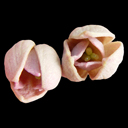 Holboellia fargesii DJHC 506