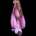 Holboellia latifolia HWJCM8