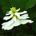 Houttuynia cordata Flora Plena