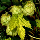 Humulus lupulus aureus