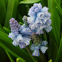 Hyacinthella azurea (Muscari azurea)
