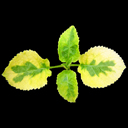 Hydrangea anomola ssp. petiolaris 'Miranda'