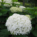 Hydrangea arborescens 'Annabelle'