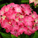 Hydrangea macrophylla serrata 'Pia'