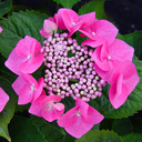 Hydrangea macrophylla normalis 'Blaumiese'