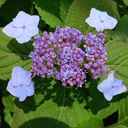 Hydrangea macrophylla serrata �Blue Billow�