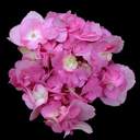 Hydrangea macrophylla serrata 'Yae-No-Amacha'