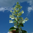 Hydrangea paniculata 'Conan' ex 'Pee Wee'