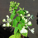 Hydrangea paniculata 'Meehanii'
