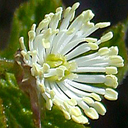 Hydrastis canadense