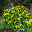 Hyalomecon japonicum
