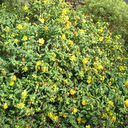 Hypericum pseudohenryi