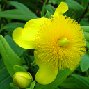 Hypericum frondosum �Sunburst�