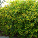 Hypericum kalmianum