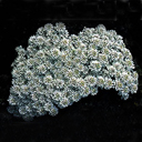 Iberis saxitilis